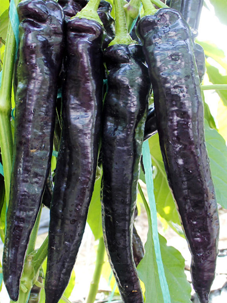 Purple Peppers (F1 Hybrid)