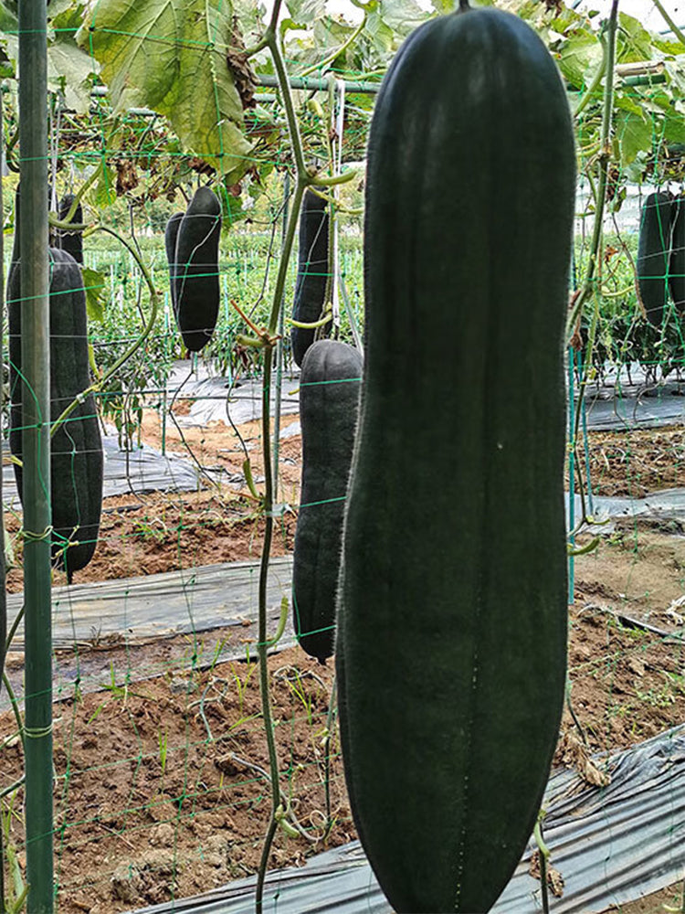 Black General Wax Gourds