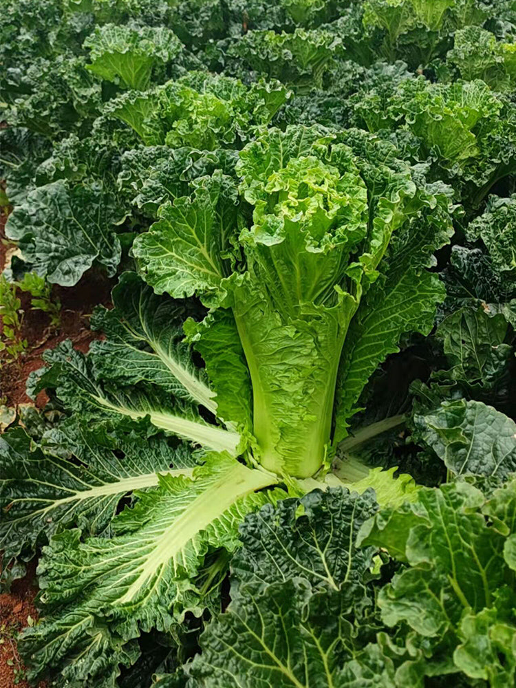 'Cuiqing No.8' Chinese Cabbage