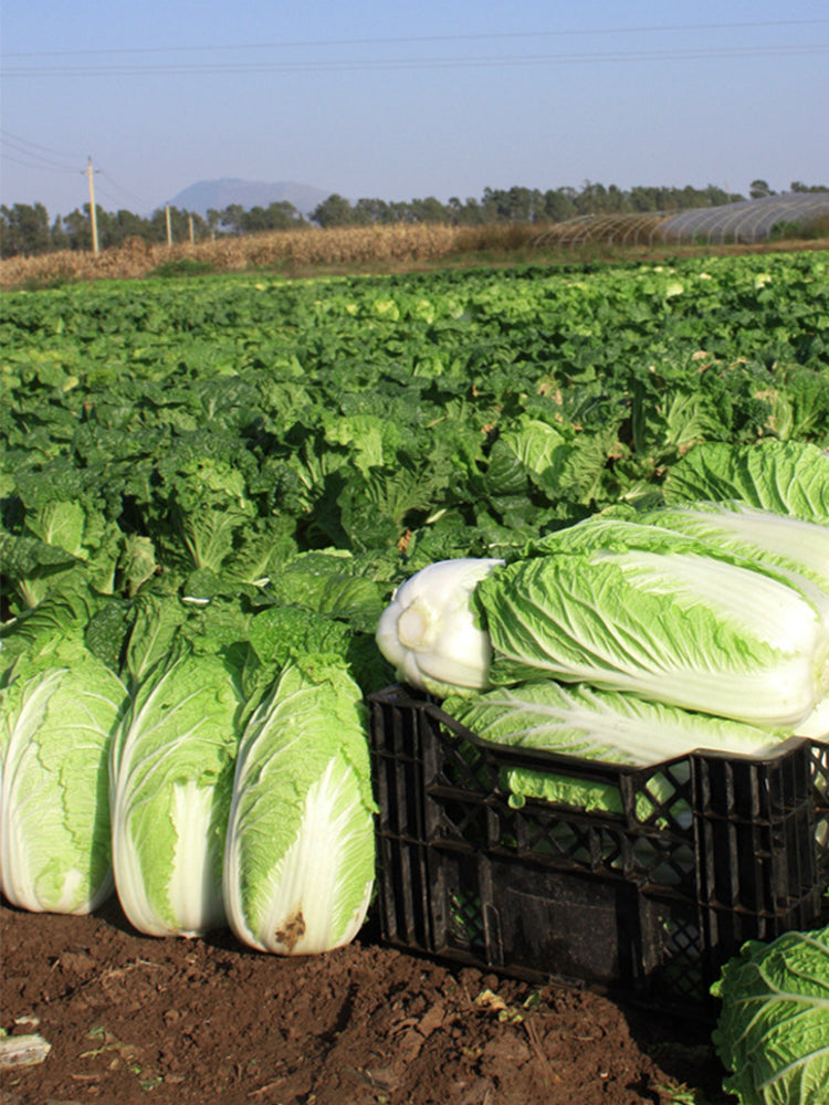 Improved Qingza No.3 Chinese Cabbage