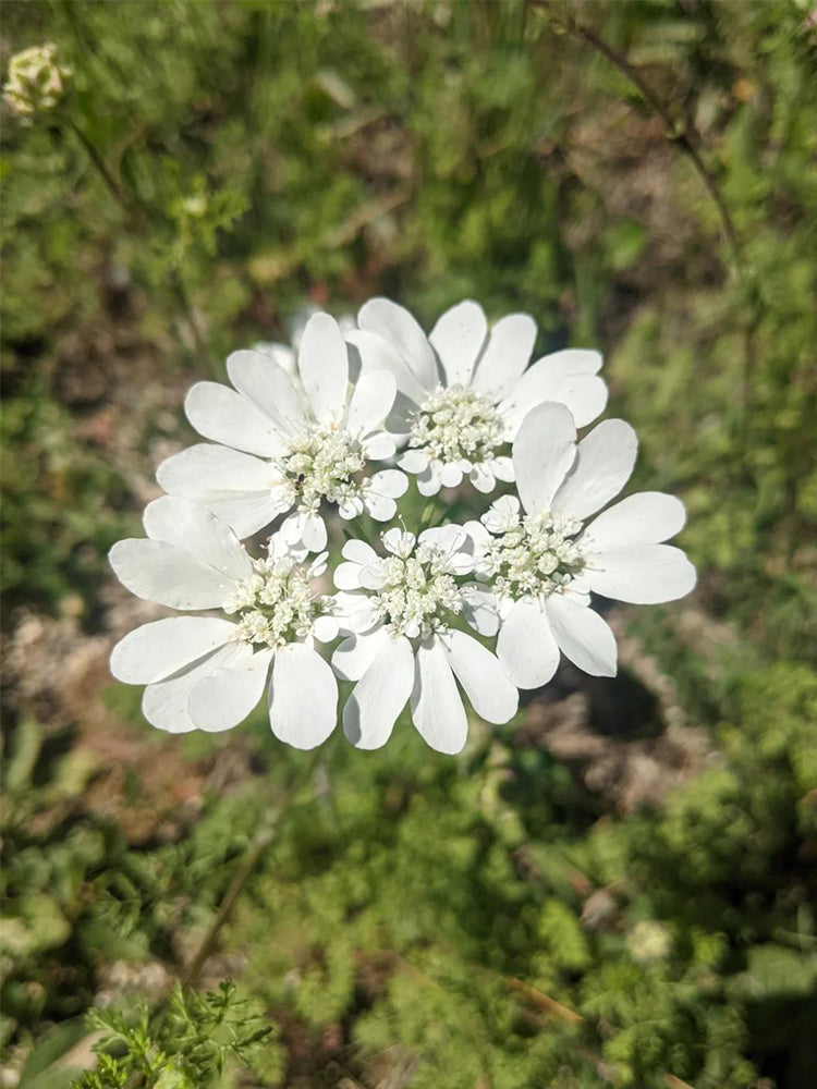 White Laceflower (Orlaya grandiflora)