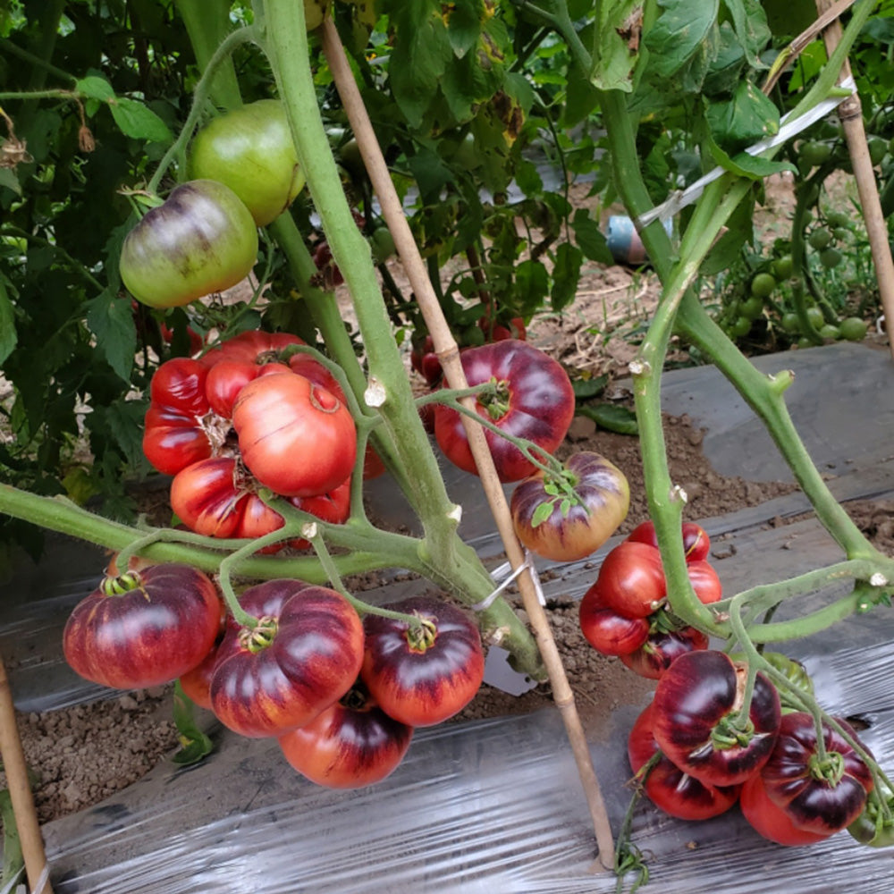 595 Blue Beauty Tomato