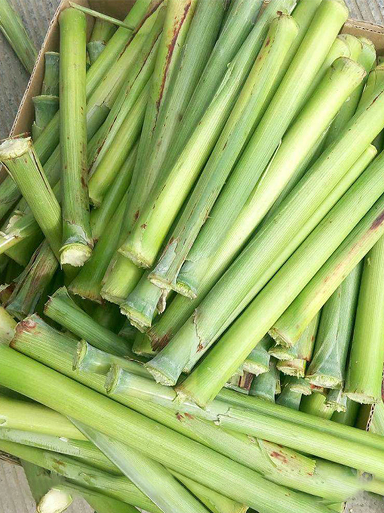 High-Sugar Sweet Sorghum
