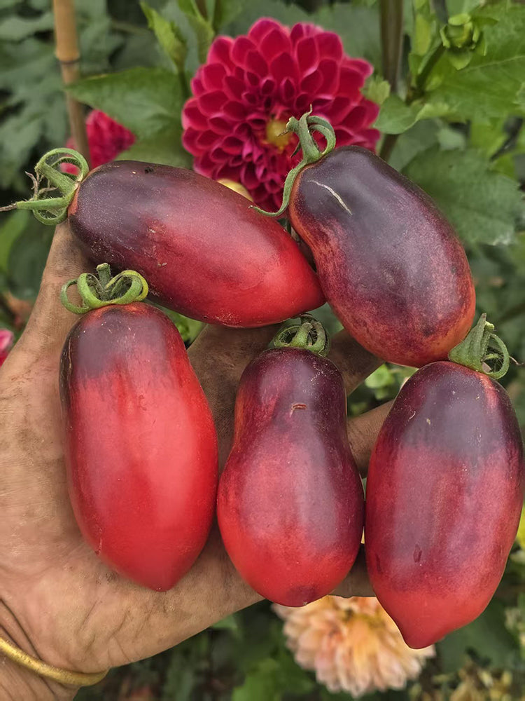 1082 Wild Eggplant Tomato