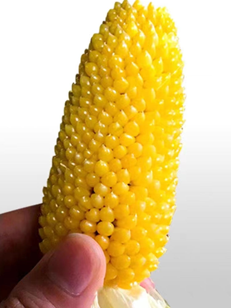 Mini 'Strawberry' Yellow Corn