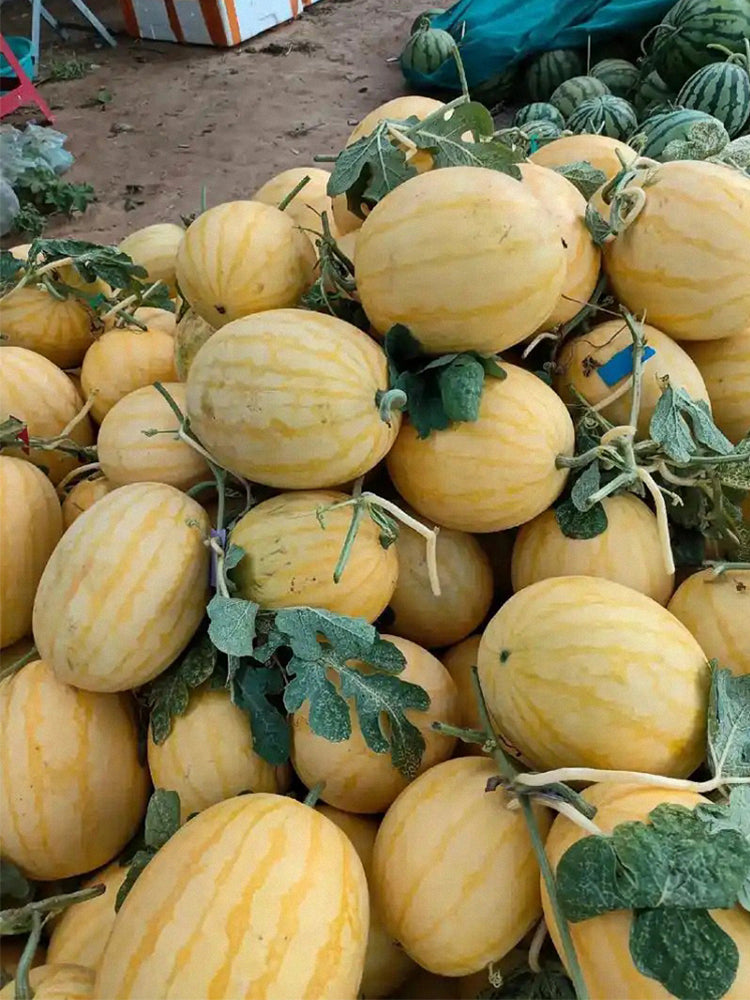 Golden No.3 Watermelons