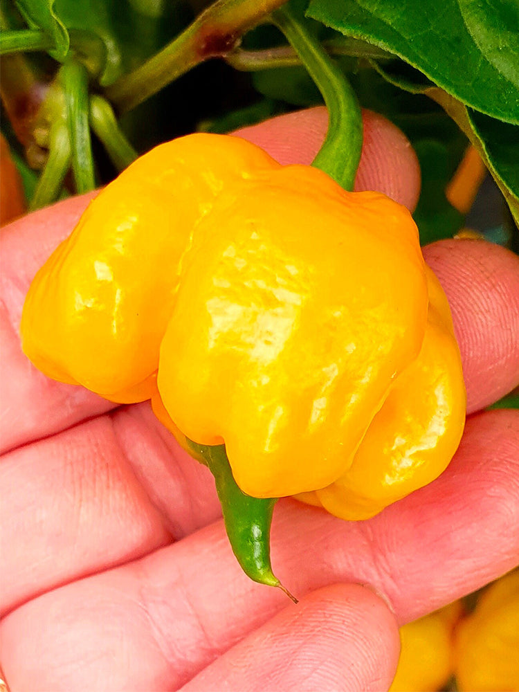 Yellow Carolina Reaper Pepper