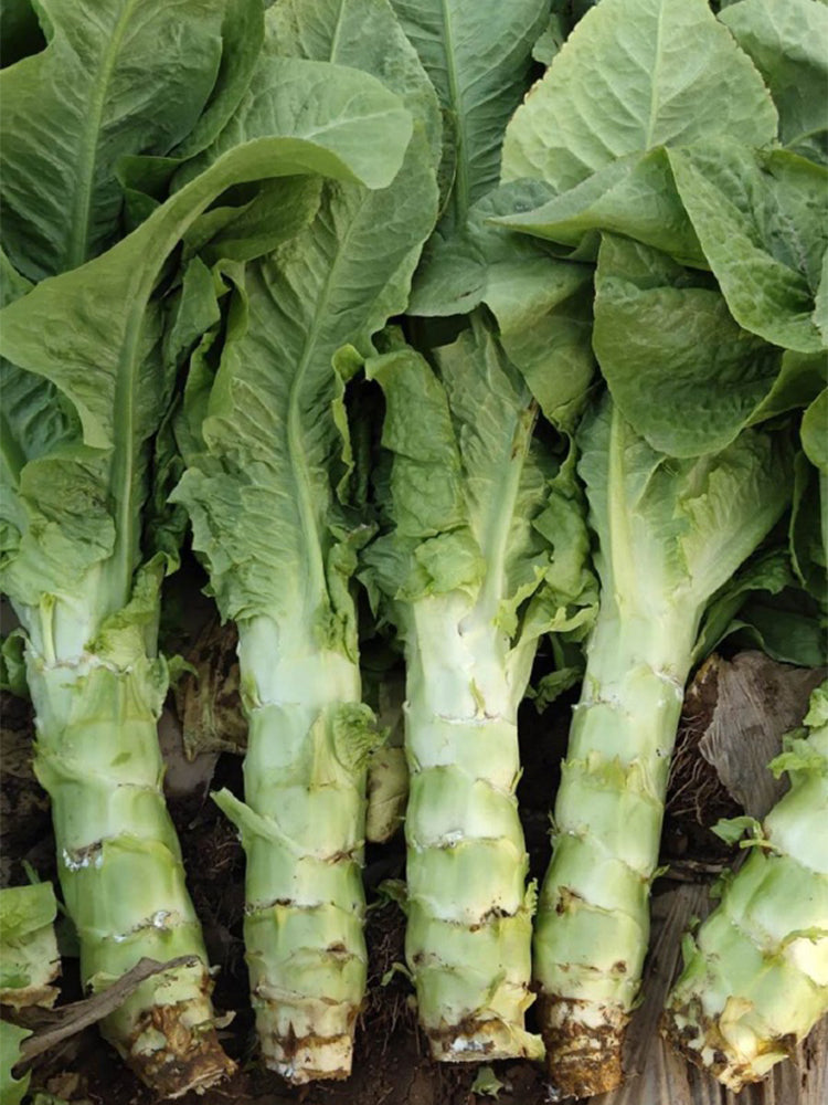 Erbai Pi Stems Lettuce