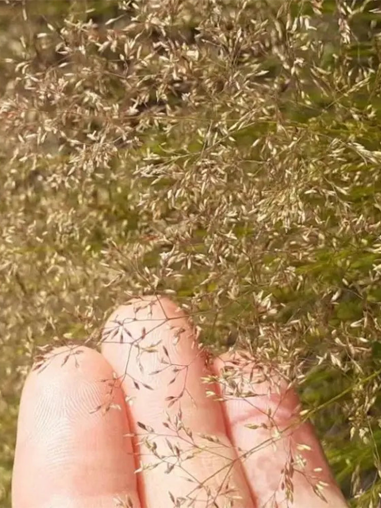 Cloud Grass (Agrostis nebulosa)