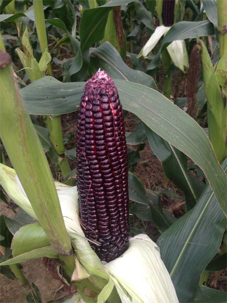 'Yu Heitian Nuo 950' Black Corn