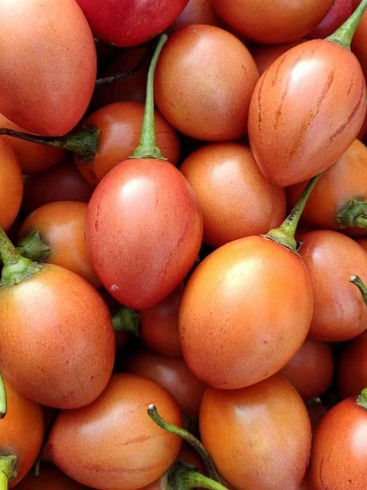 Tree tomato (Solanum betaceum Cav.)