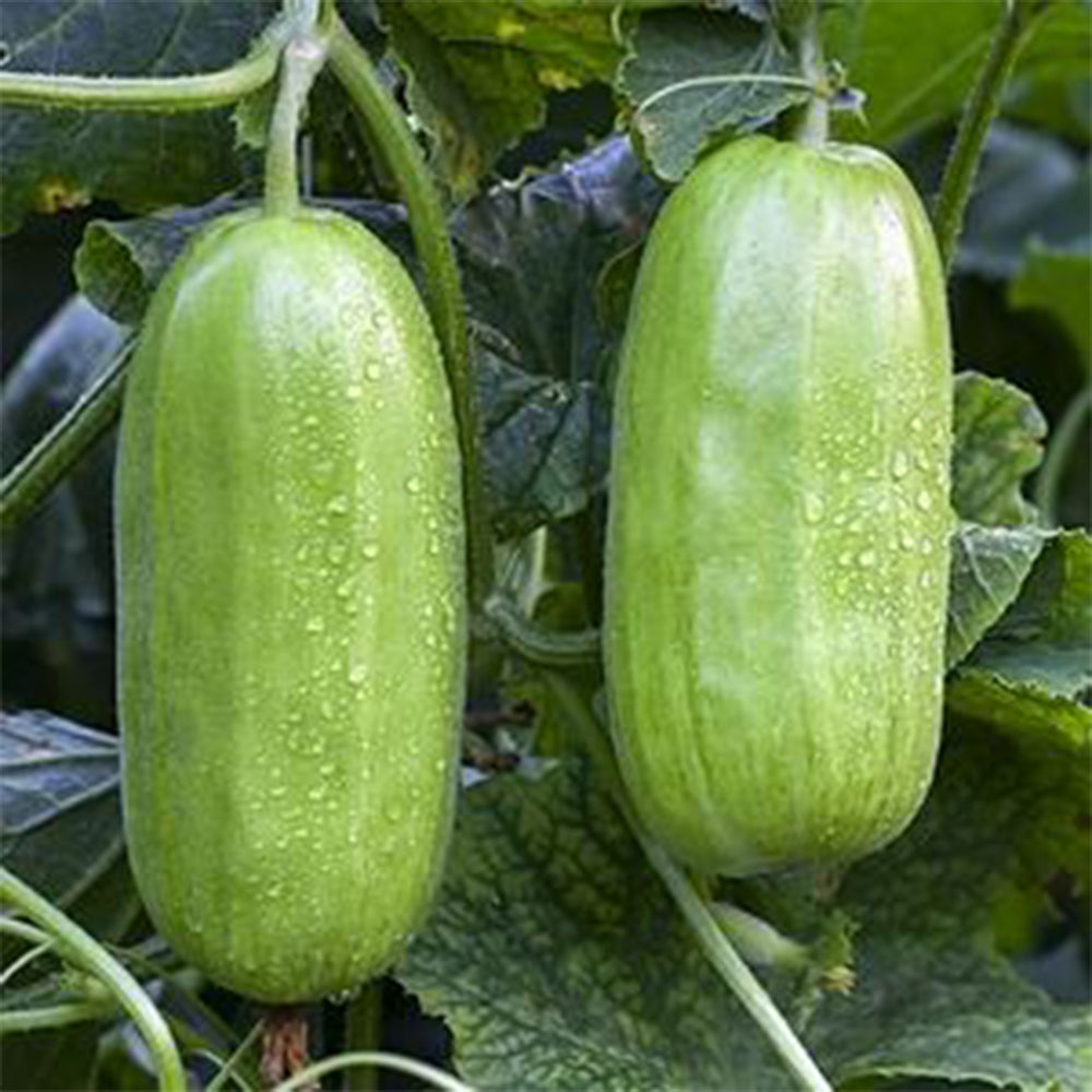 5 Bags (2 grams / Bag) of Eight-ridged Crispy Cucumber Seeds, Fragrant and Sugar-free Melon