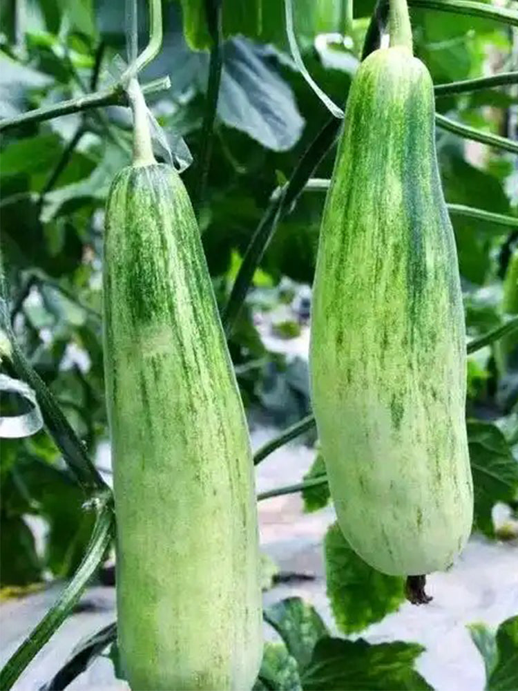 Horn Honey Melon