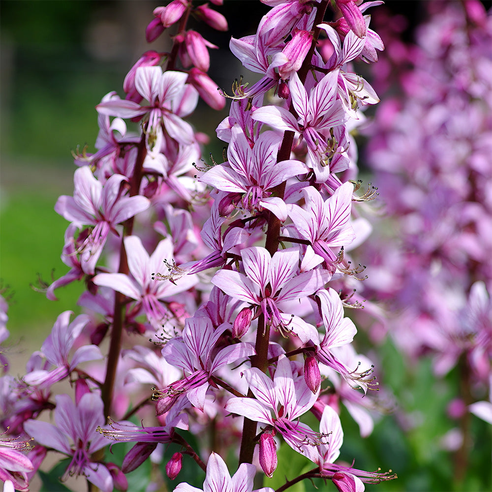 Bellfarm® Dictamnus albus Seeds – MUCIAKIE