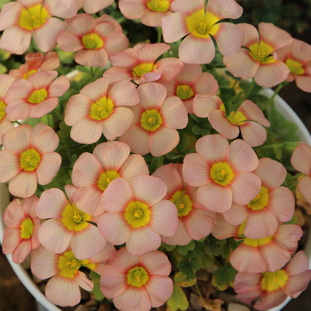 Oxalis obtusa Bulbs, Pack of 3, Supply Period from June to Nov.