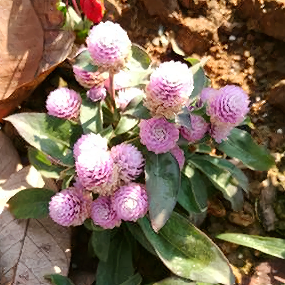 Dwarf Globe Amaranth Seeds - Stunning Purple, Pink Colors (Approx. 25cm)