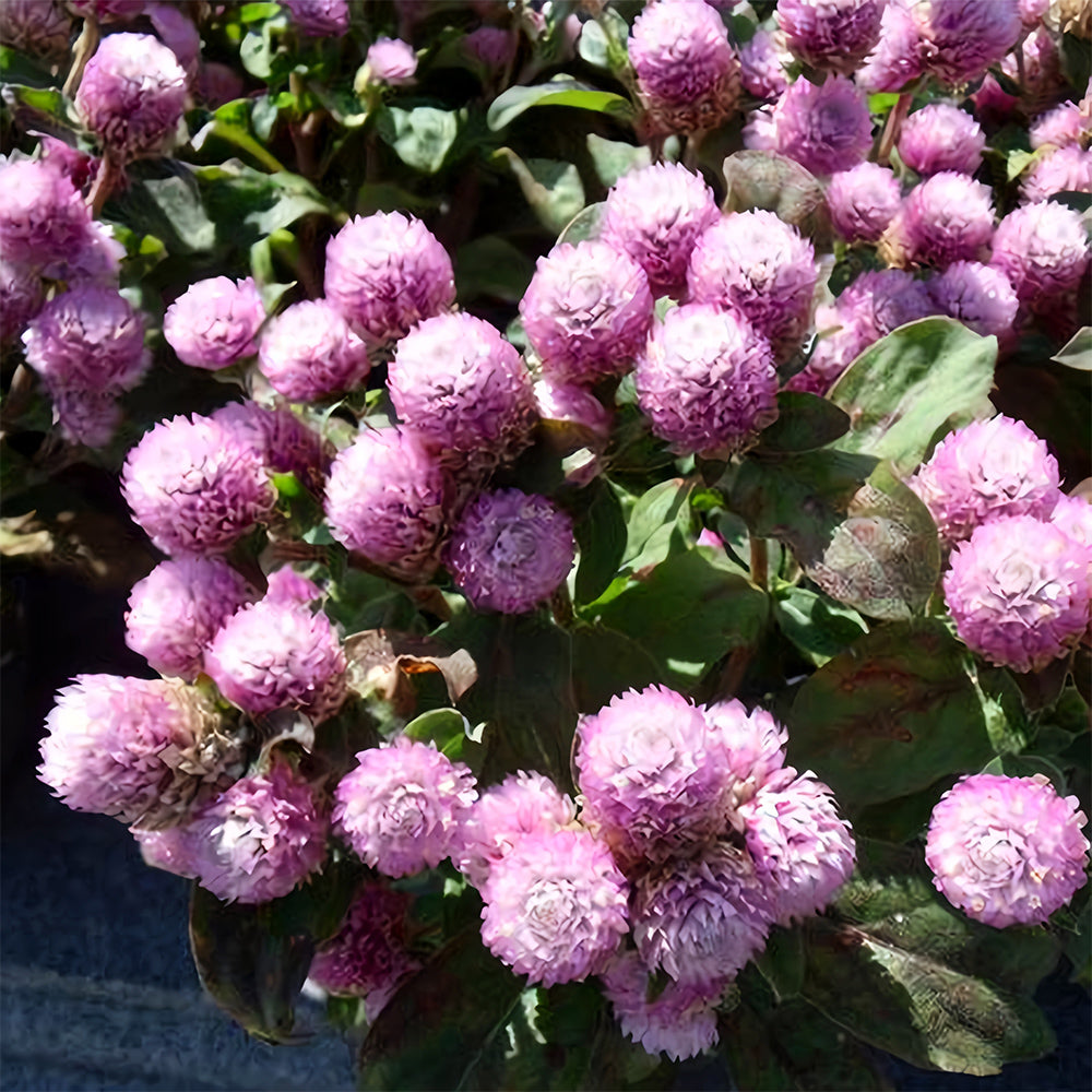 Dwarf Globe Amaranth Seeds - Stunning Purple, Pink Colors (Approx. 25cm)