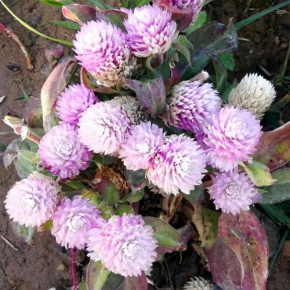 Dwarf Globe Amaranth Seeds - Stunning Purple, Pink Colors (Approx. 25cm)