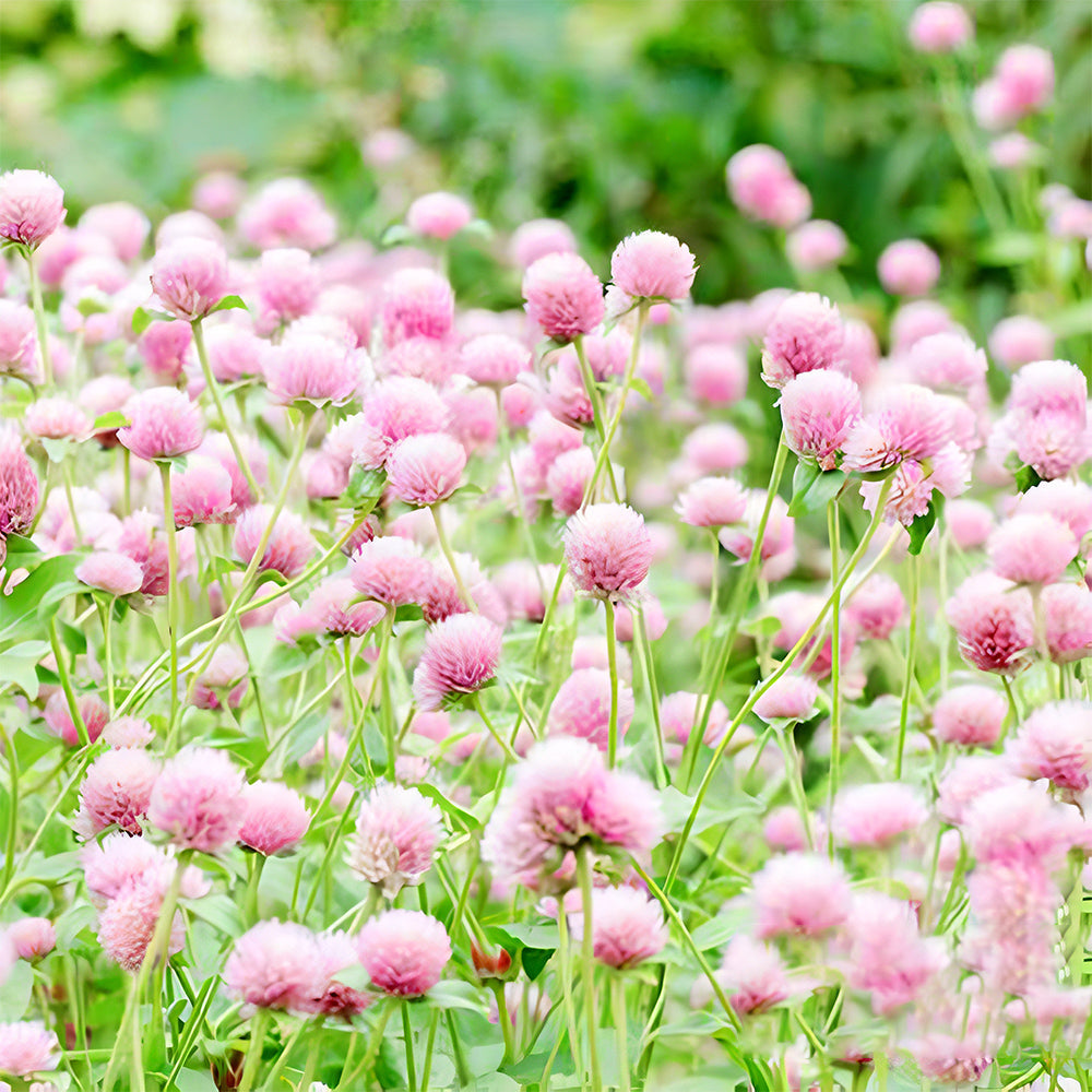 Vibrant Globe Amaranth Seeds - Grow Stunning Gomphrena globosa Plants (Approx. 50cm)
