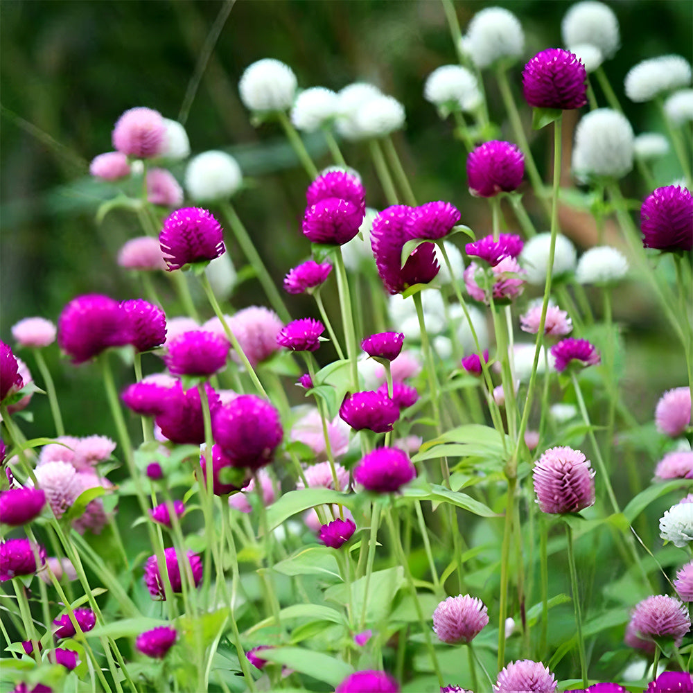 Vibrant Globe Amaranth Seeds - Grow Stunning Gomphrena globosa Plants (Approx. 50cm)