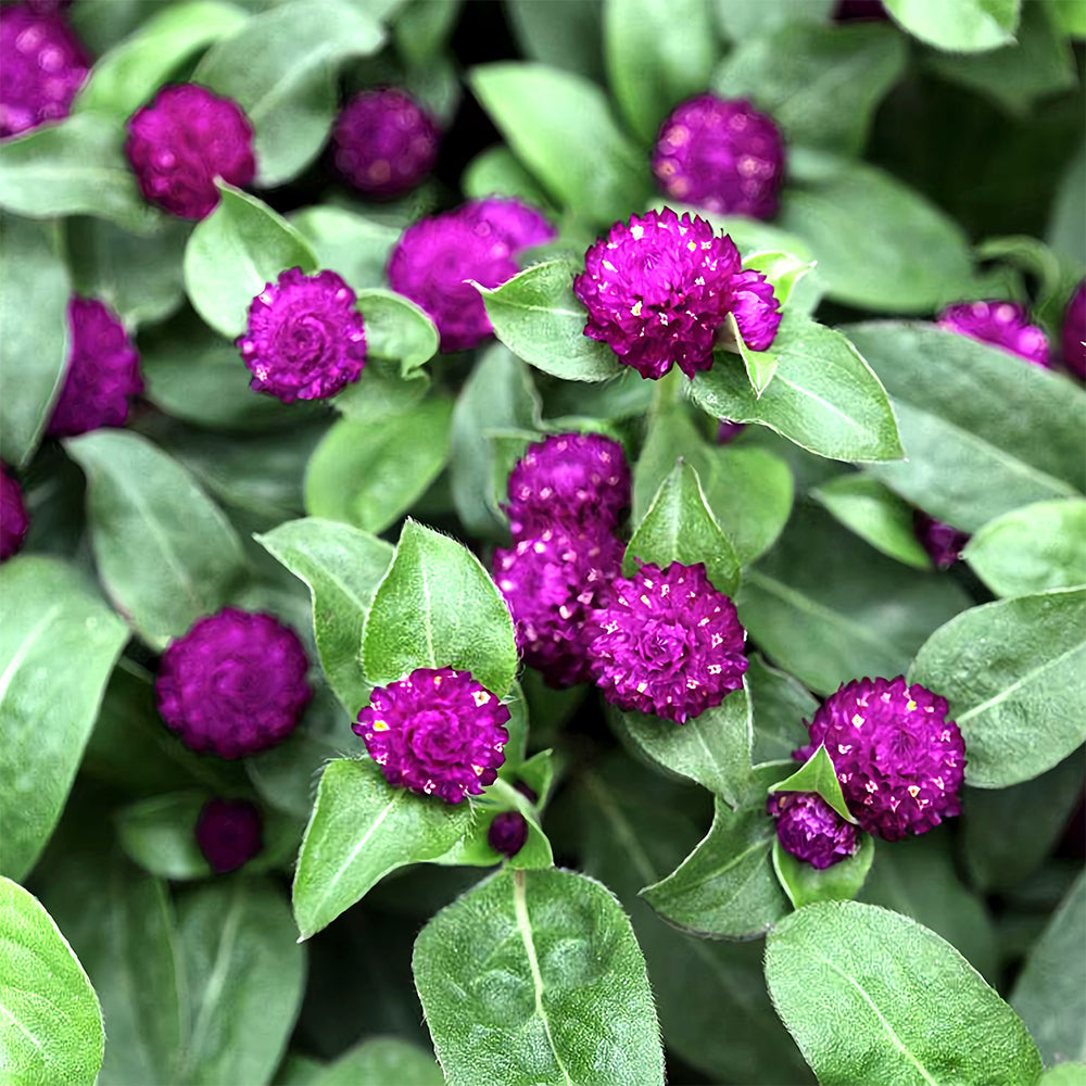 Dwarf Globe Amaranth Seeds - Stunning Purple, Pink Colors (Approx. 25cm)