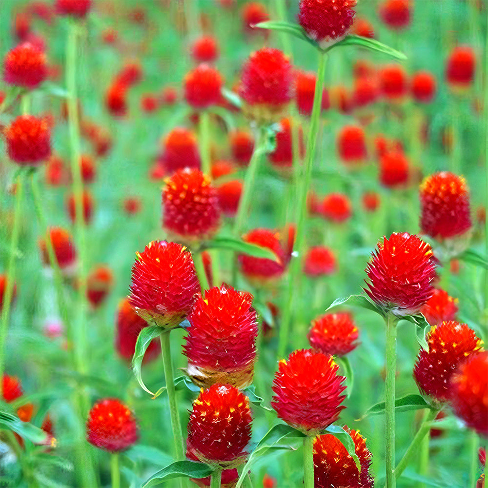 Vibrant Globe Amaranth Seeds - Grow Stunning Gomphrena globosa Plants (Approx. 50cm)