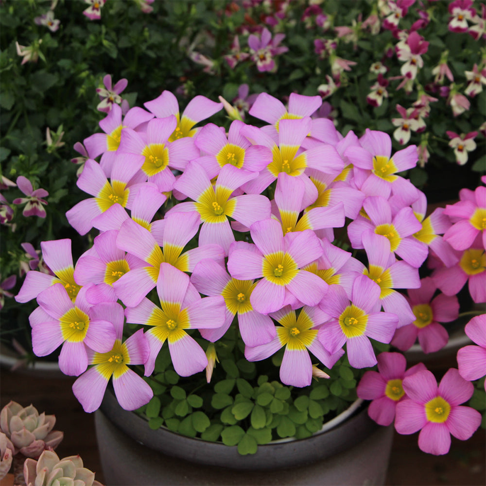 Oxalis obtusa Bulbs, Pack of 3, Supply Period from June to Nov.