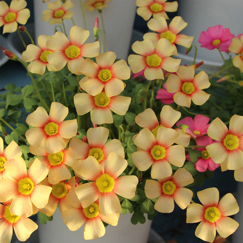 Oxalis obtusa Bulbs, Pack of 3, Supply Period from June to Nov.