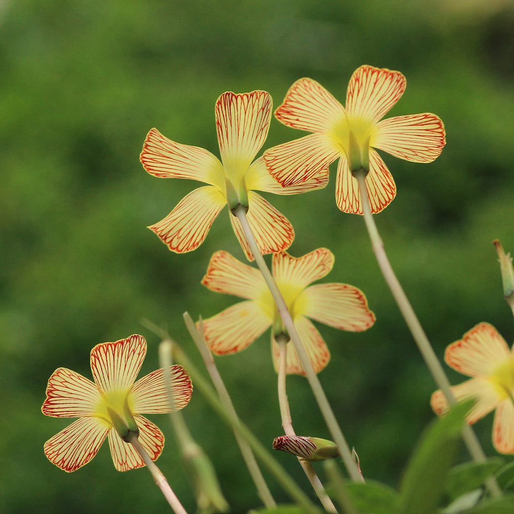 Oxalis obtusa Bulbs, Pack of 3, Supply Period from June to Nov.