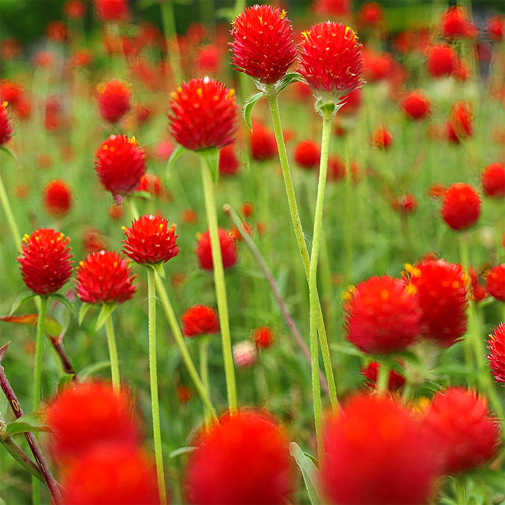 Vibrant Globe Amaranth Seeds - Grow Stunning Gomphrena globosa Plants (Approx. 50cm)