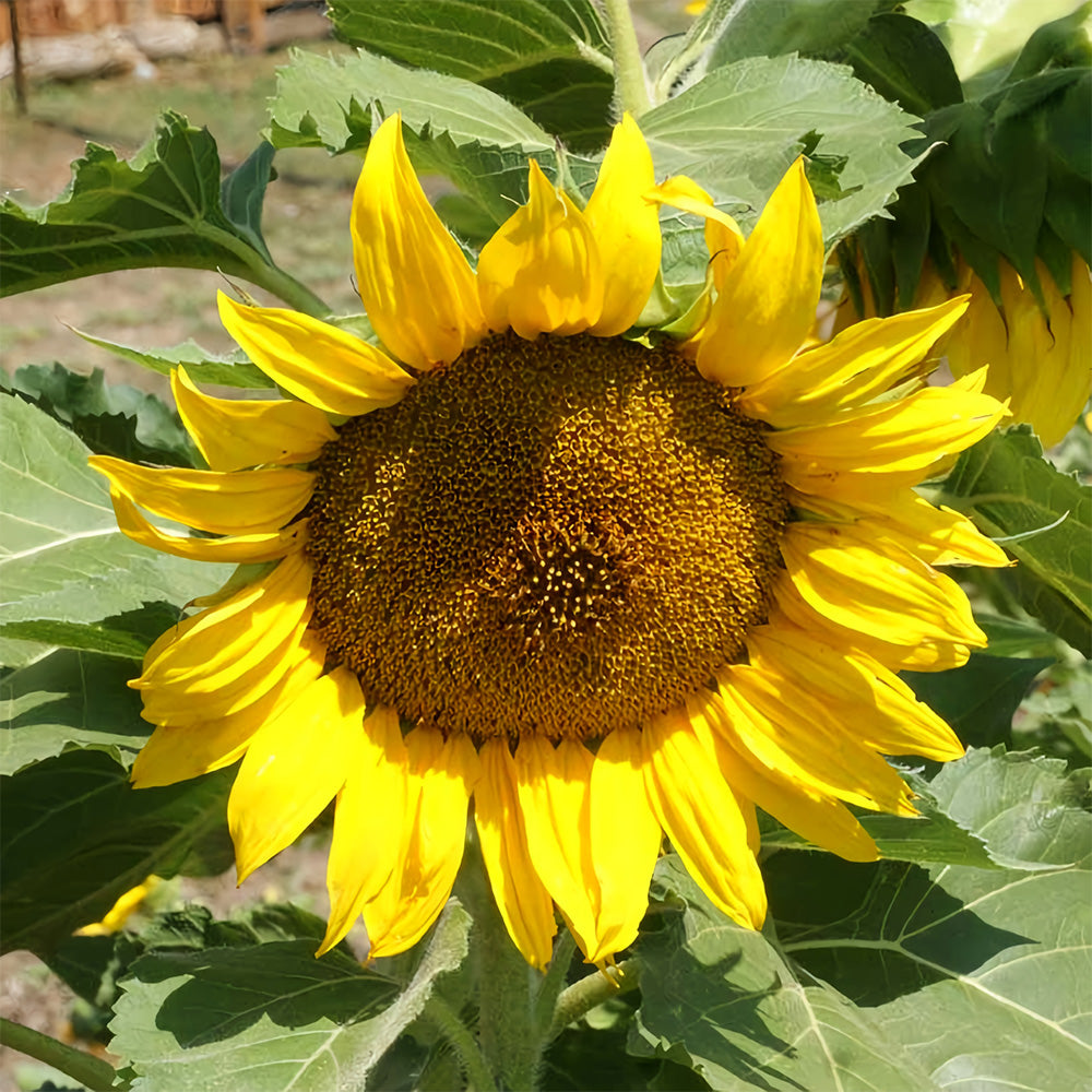 Bellfarm® Sunflower F1 Seeds (35cm)