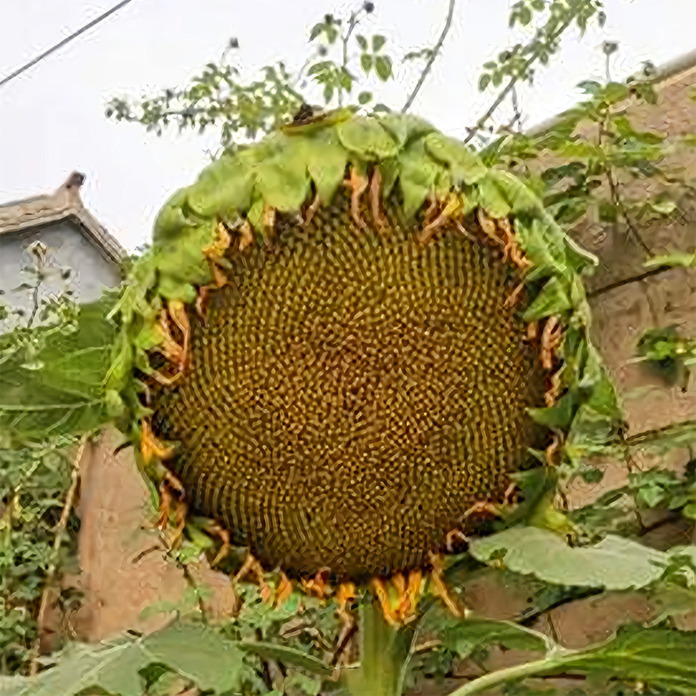 Bellfarm® Sunflower F1 Seeds (35cm)