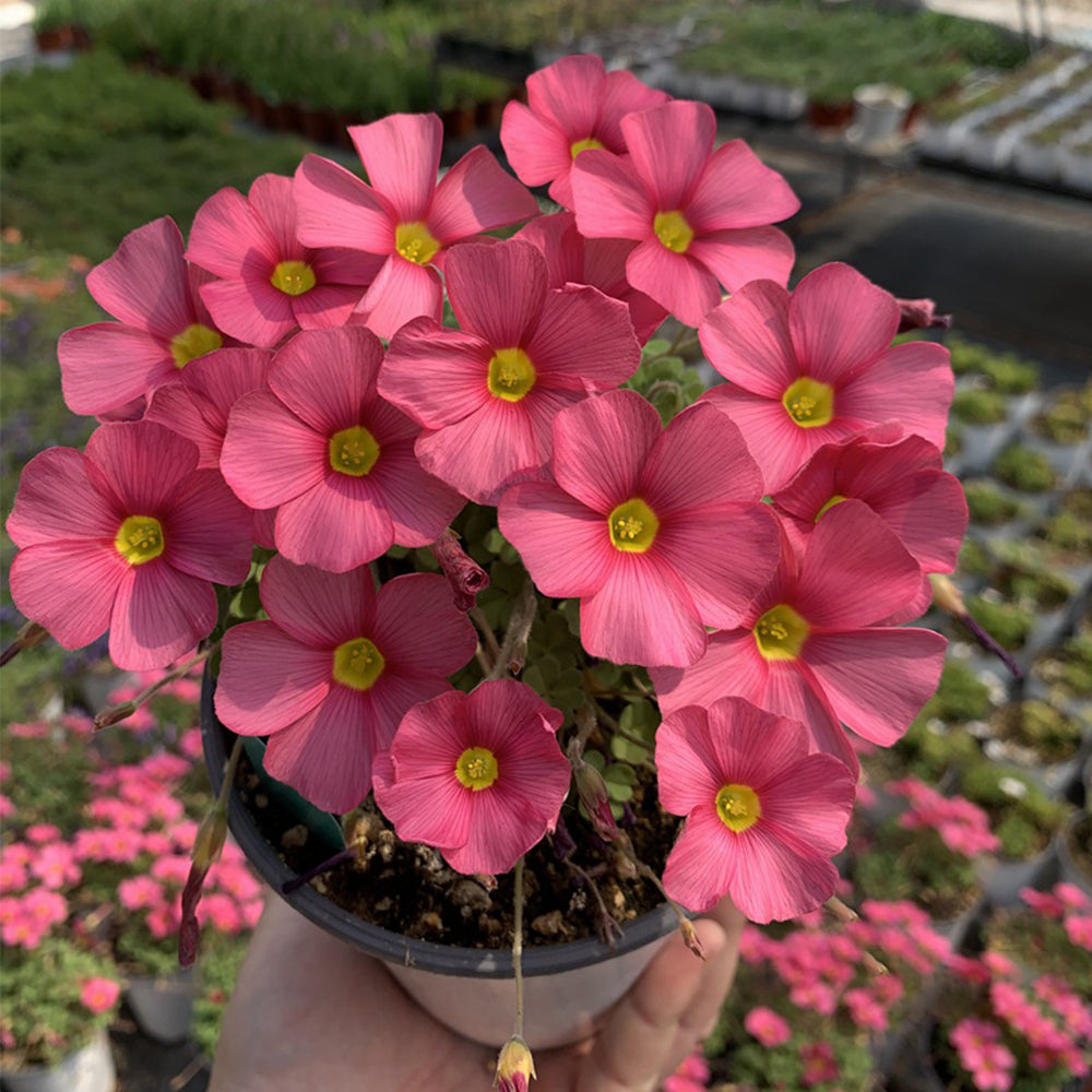 Oxalis obtusa Bulbs, Pack of 3, Supply Period from June to Nov.