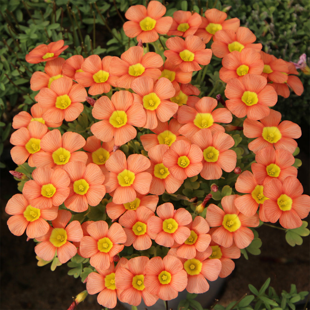 Oxalis obtusa Bulbs, Pack of 3, Supply Period from June to Nov.