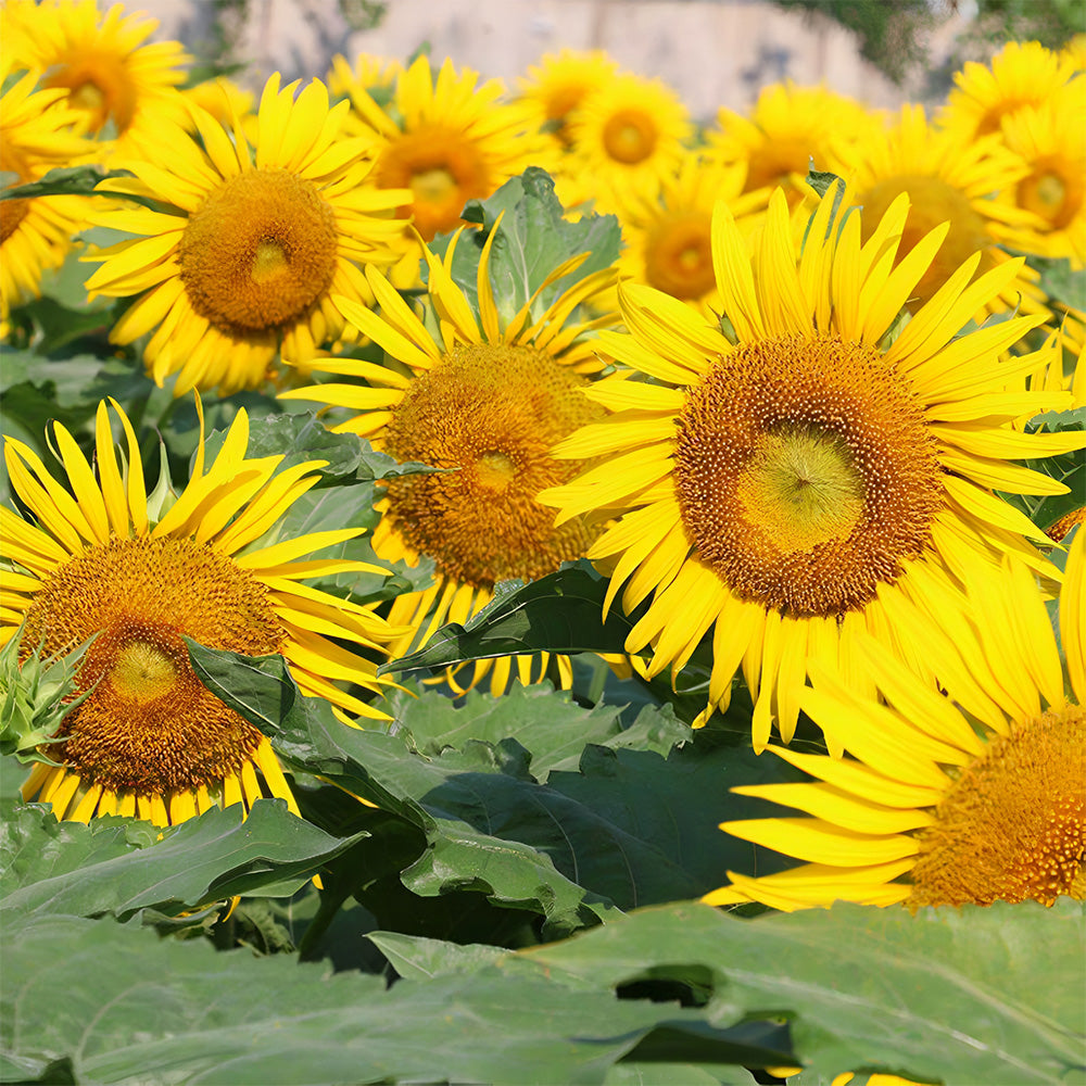 Bellfarm® Sunflower F1 Seeds (35cm)