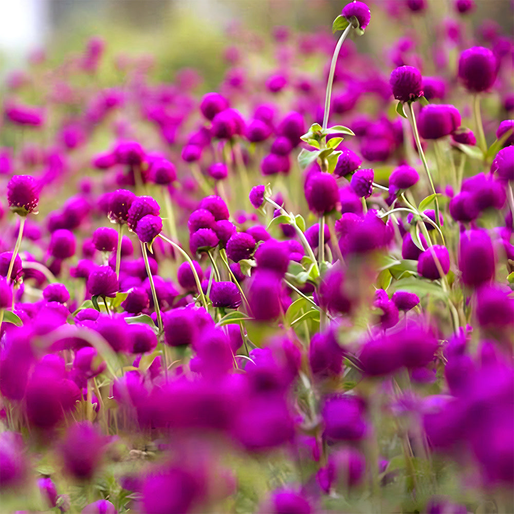 Vibrant Globe Amaranth Seeds - Grow Stunning Gomphrena globosa Plants (Approx. 50cm)