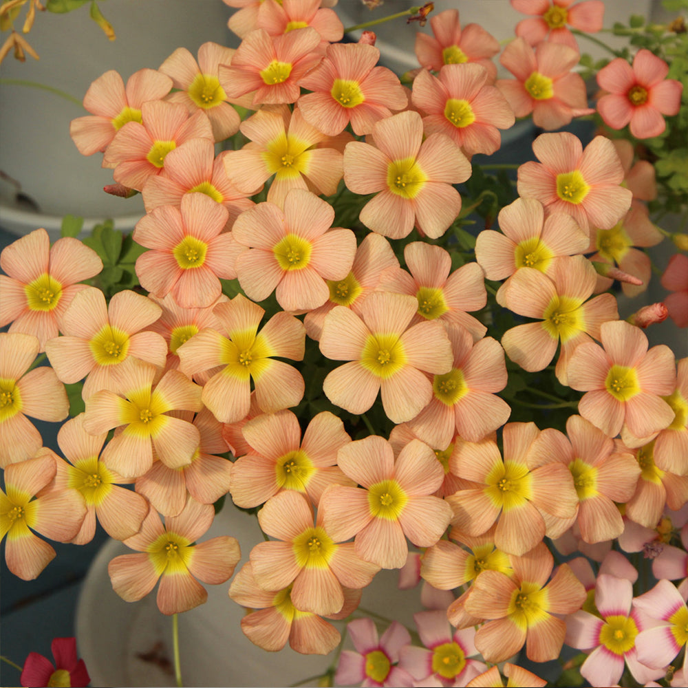 Oxalis obtusa Bulbs, Pack of 3, Supply Period from June to Nov.