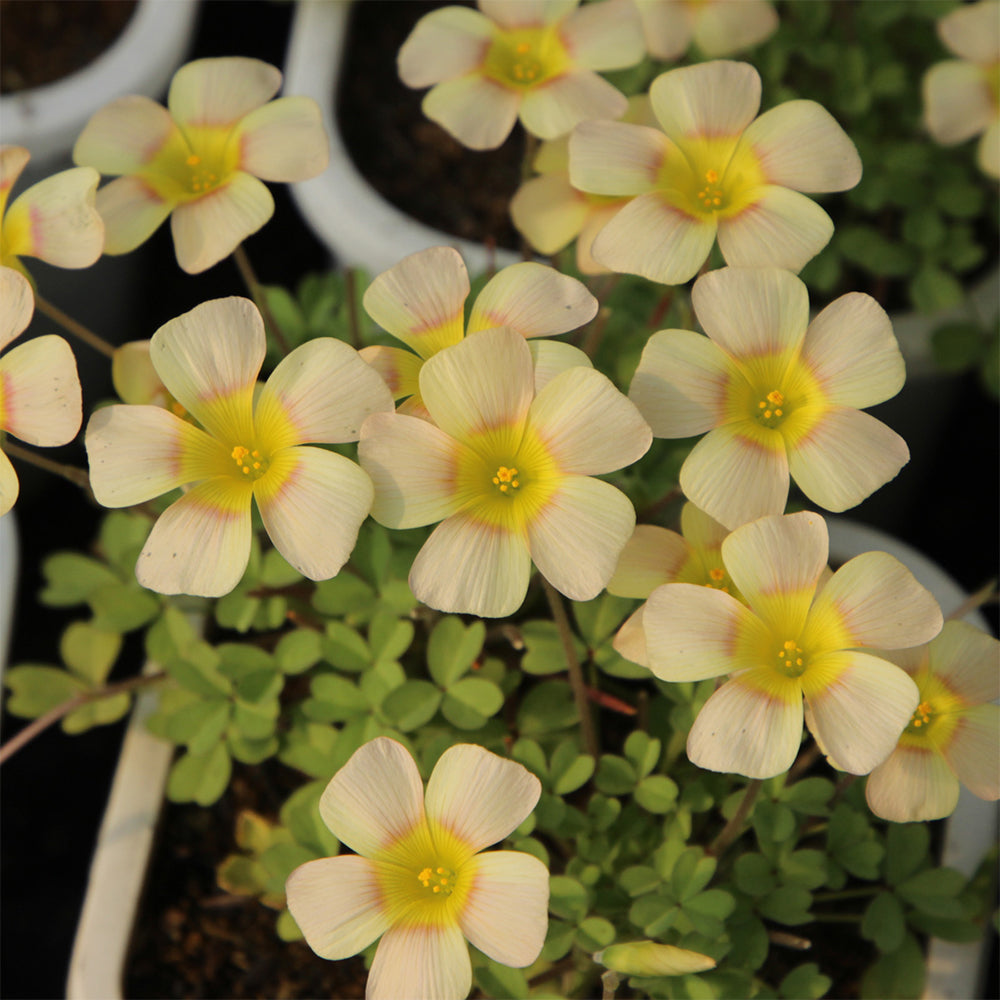 Oxalis obtusa Bulbs, Pack of 3, Supply Period from June to Nov.
