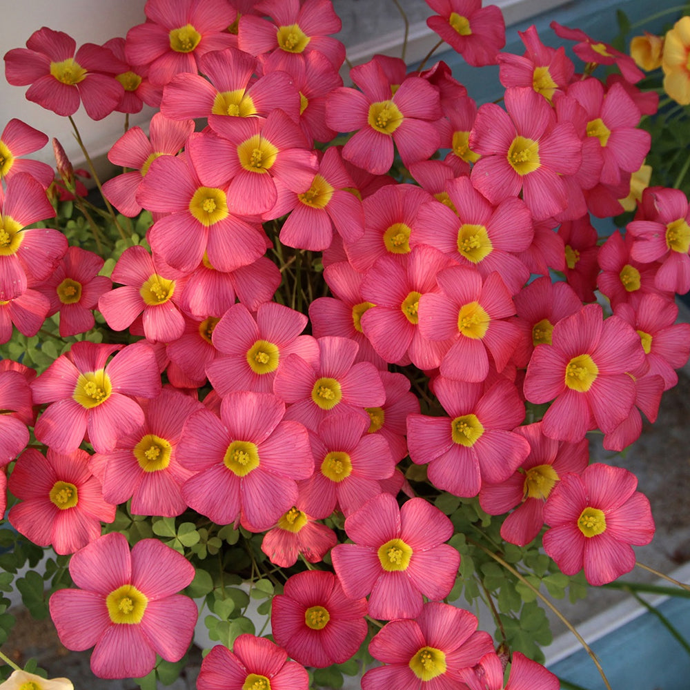 Oxalis obtusa Bulbs, Pack of 3, Supply Period from June to Nov.