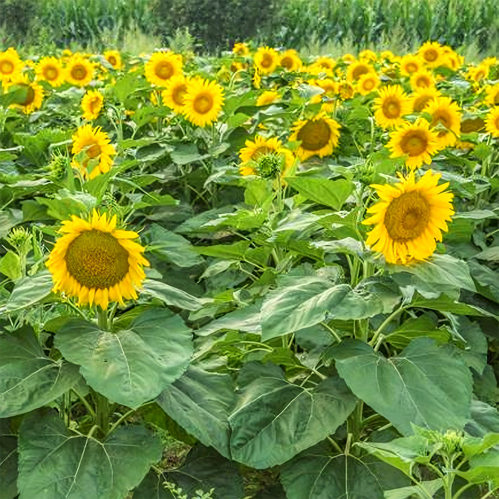 Bellfarm® Sunflower F1 Seeds (35cm)