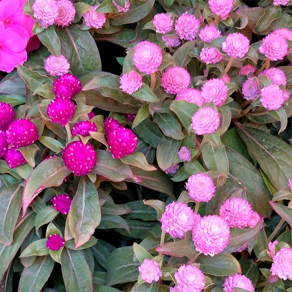 Dwarf Globe Amaranth Seeds - Stunning Purple, Pink Colors (Approx. 25cm)