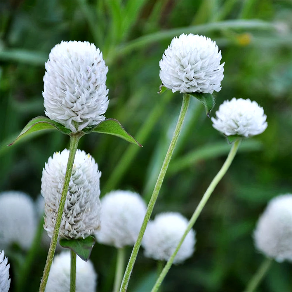 Vibrant Globe Amaranth Seeds - Grow Stunning Gomphrena globosa Plants (Approx. 50cm)