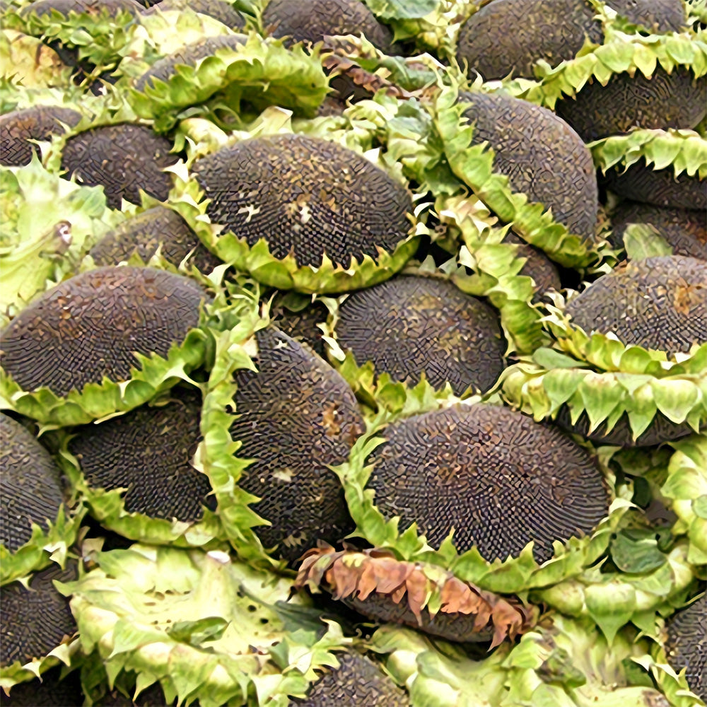 Bellfarm® Sunflower F1 Seeds (35cm)