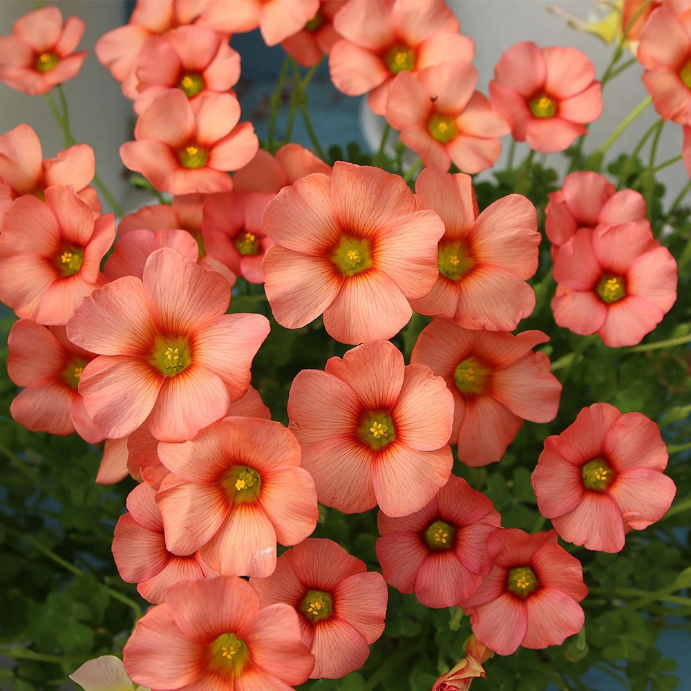 Oxalis obtusa Bulbs, Pack of 3, Supply Period from June to Nov.