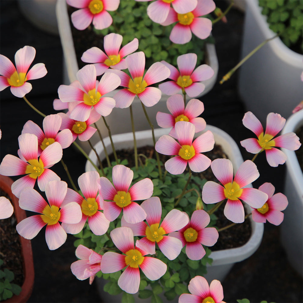 Oxalis obtusa Bulbs, Pack of 3, Supply Period from June to Nov.