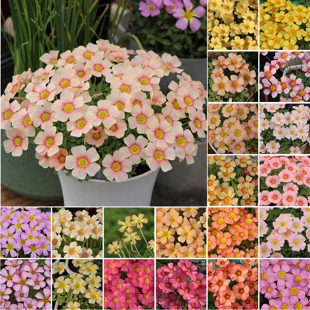 Oxalis obtusa Bulbs, Pack of 3, Supply Period from June to Nov.