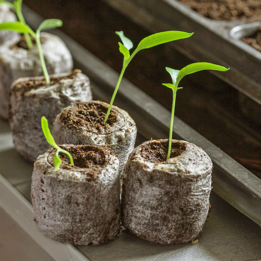 36mm (1.42'') Compressed Peat Pellet Fiber Soil, Plant Seed Starters Nursery Pallet Seedling Soil Block, Set of 50
