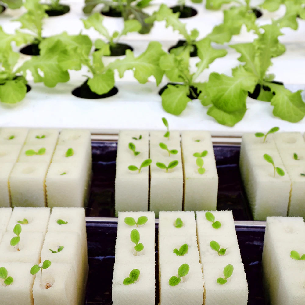 Hydroponic Sponge Planting Tool, Square Seedling Sponge, Greenhouse Soilless Cultivation for Small Bud Growth