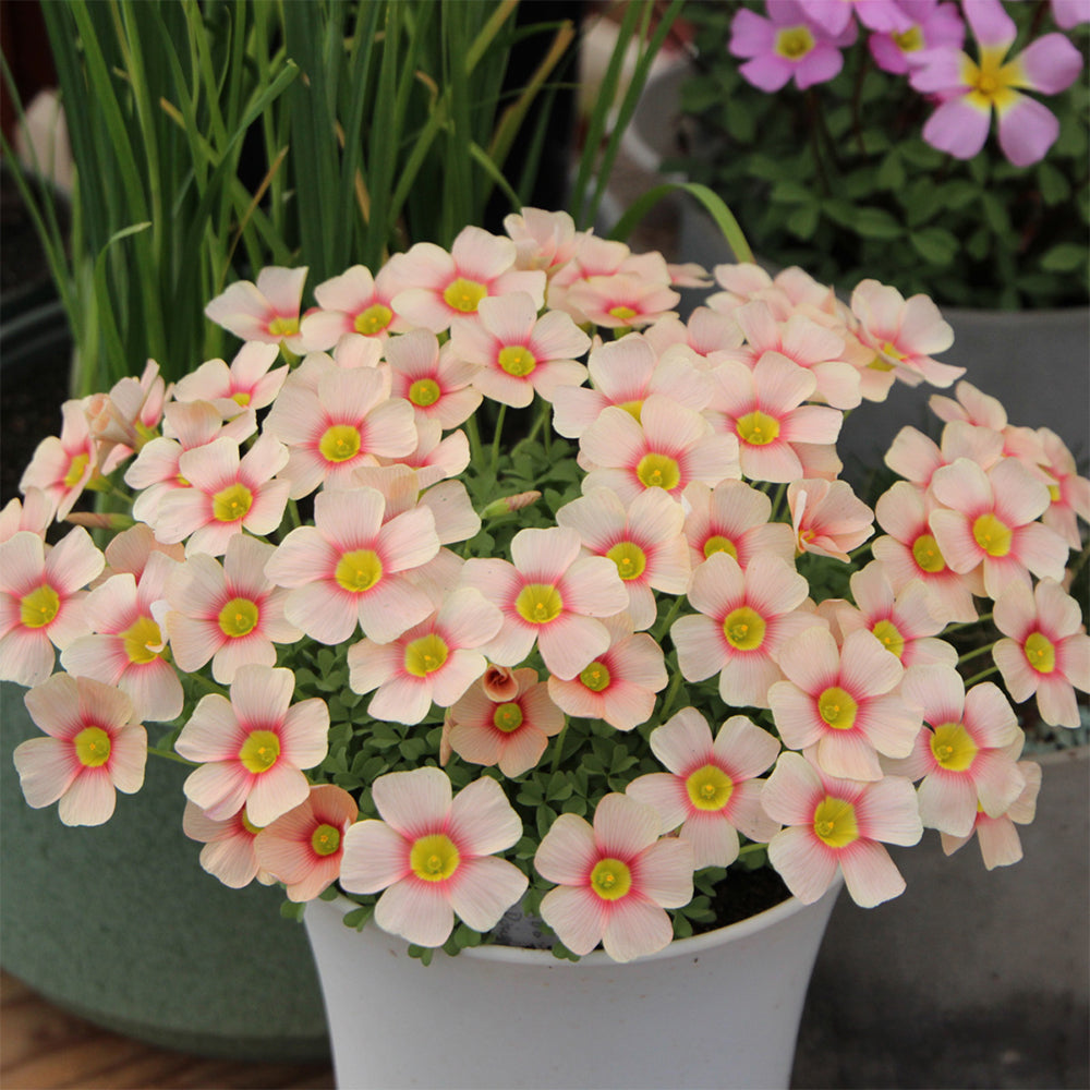 Oxalis obtusa Bulbs, Pack of 3, Supply Period from June to Nov.