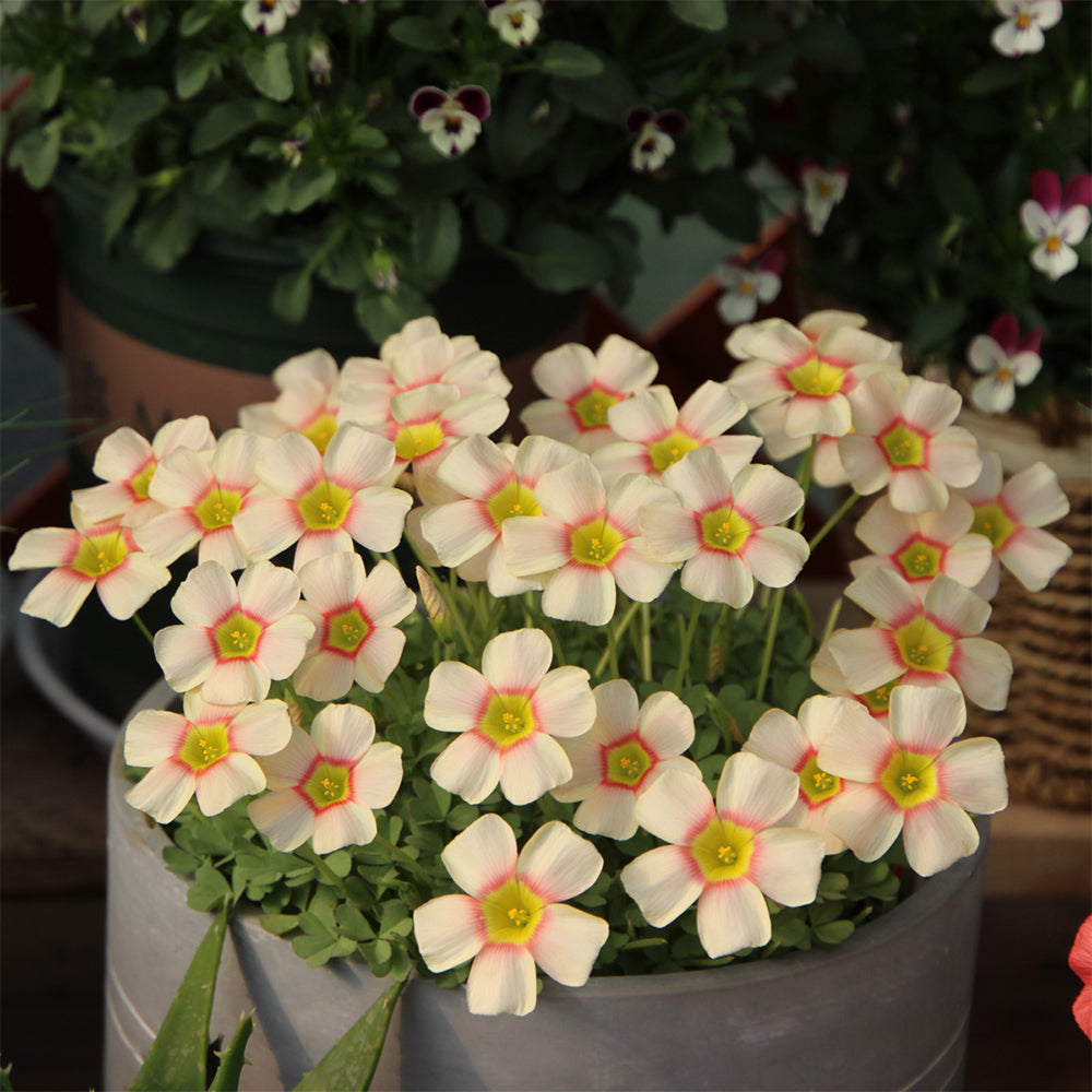 Oxalis obtusa Bulbs, Pack of 3, Supply Period from June to Nov.